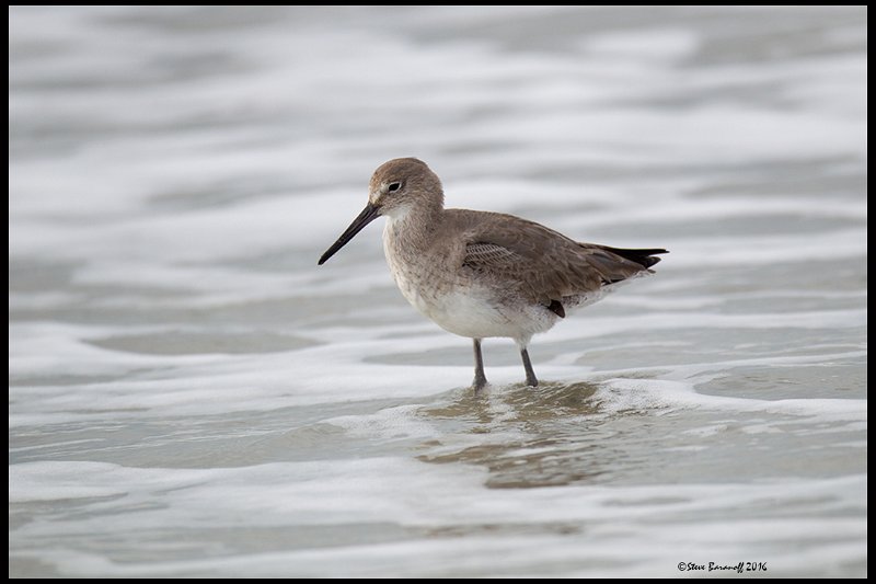 _6SB0171 atlantic willet.jpg